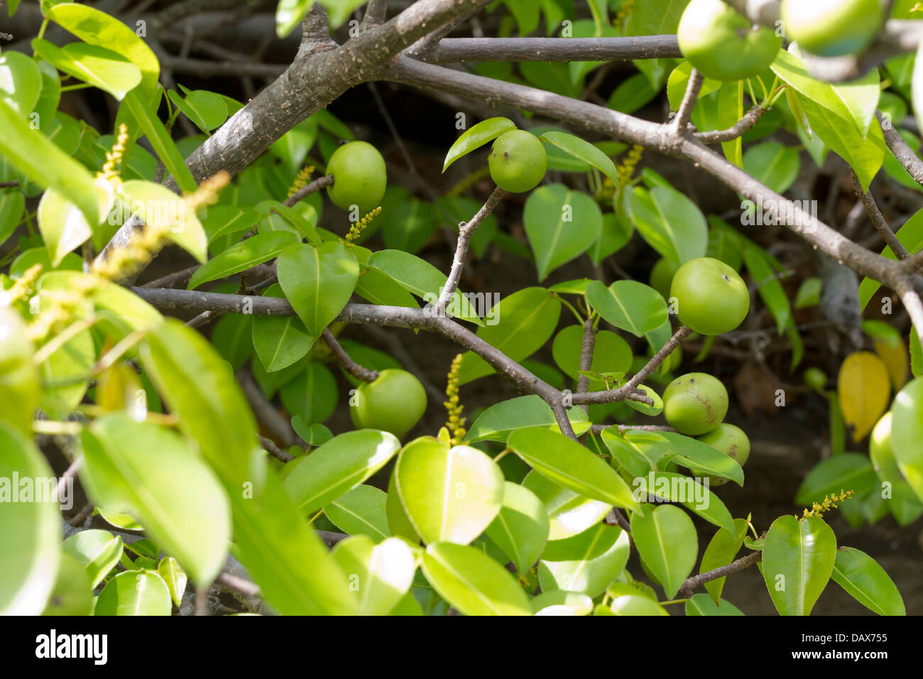 Manchineel tree, Hippomane mancinella, Tree, Fruit, Puerto Egas, Santiago Island, Galapagos Islands, Ecuador Stock Photo