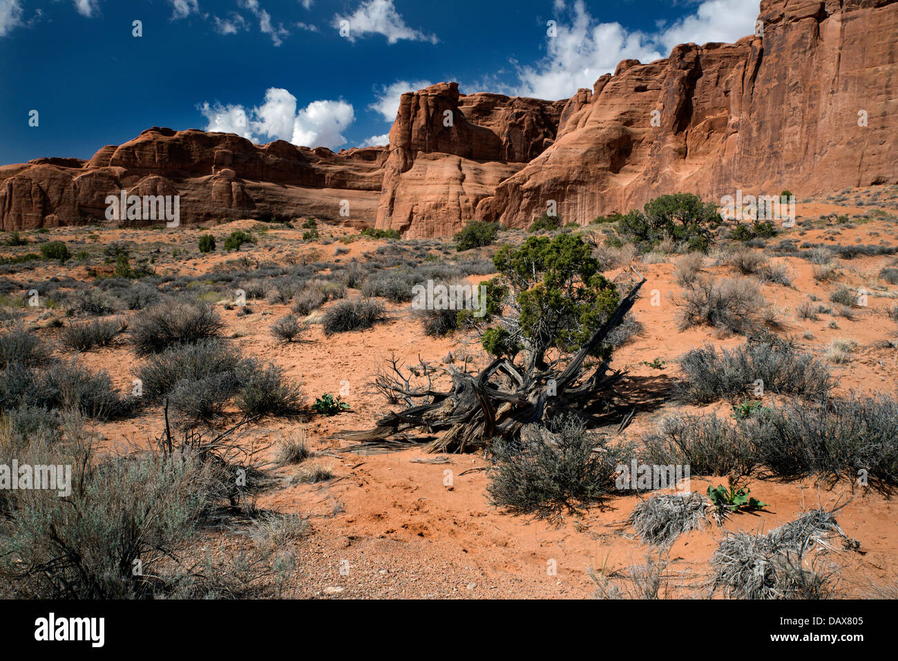 Pinyon juniper hires stock photography and images Alamy