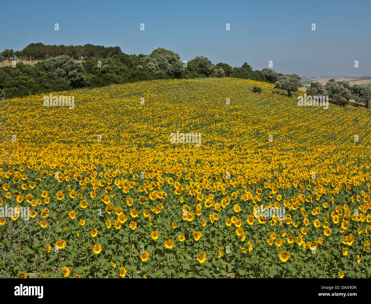 Sunflower fields harvested to make cooking oil. Andalucia, Spain Stock Photo