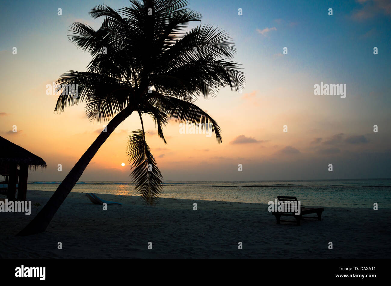 Palm tree with Sunset Stock Photo - Alamy