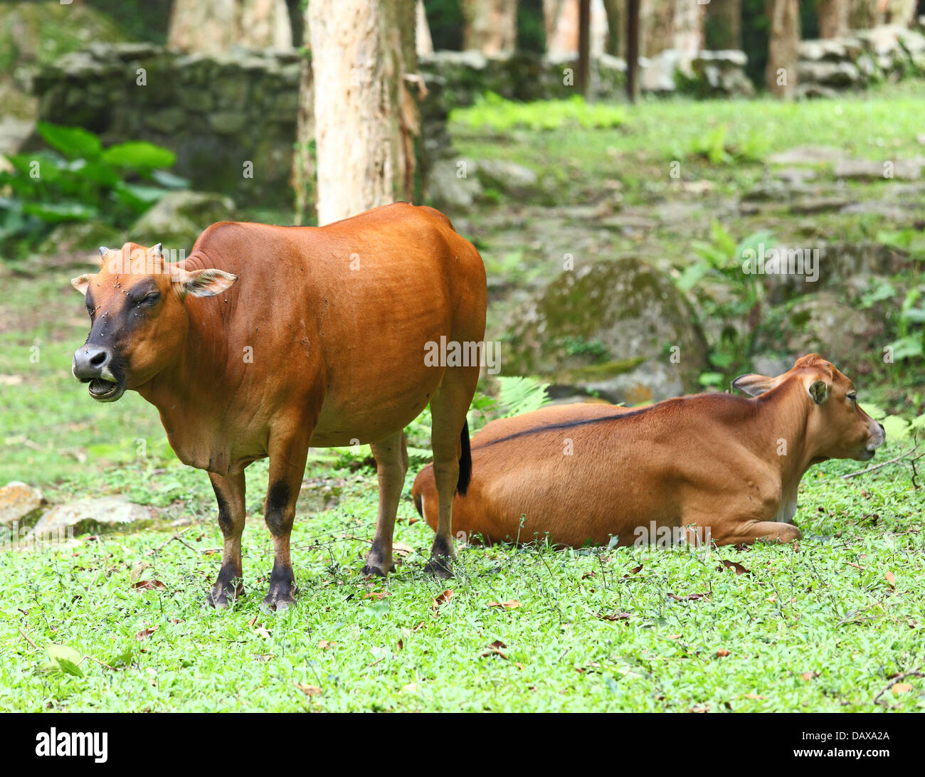 Cow Stock Photo