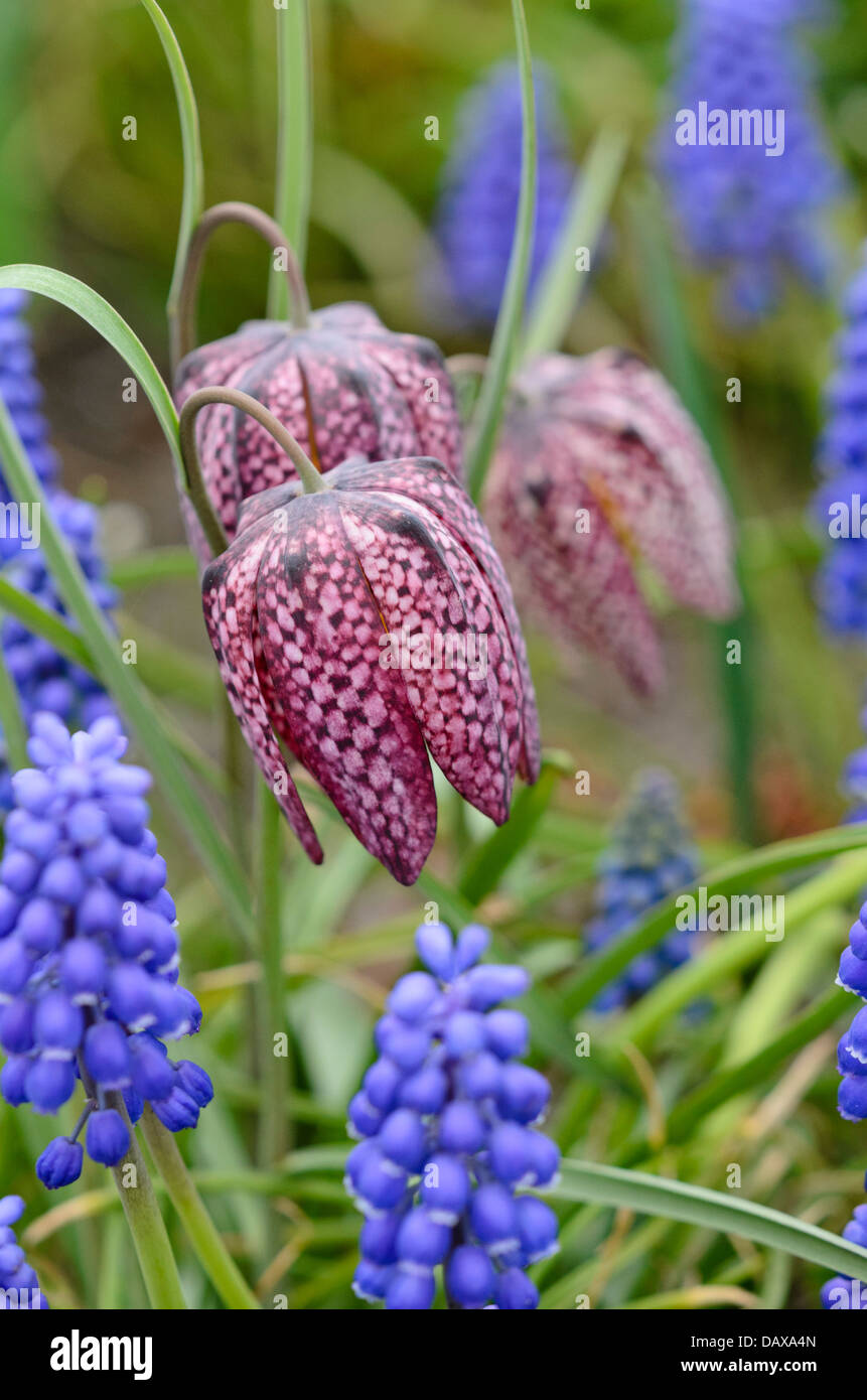 Snake's head (Fritillaria meleagris) and Armenian grape hyacinth (Muscari armeniacum) Stock Photo