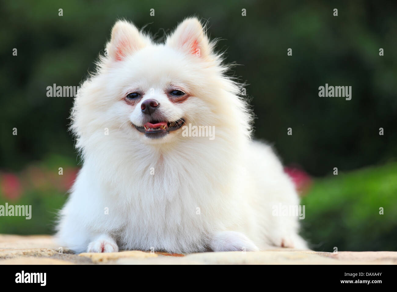White Pomeranian dog Stock Photo Alamy