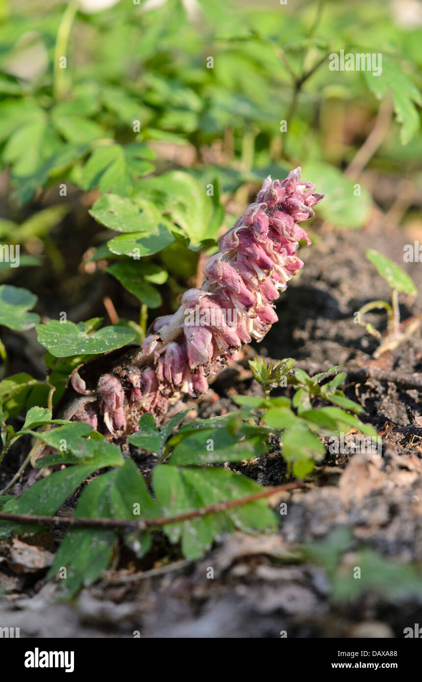 Common toothwort (Lathraea squamaria) Stock Photo