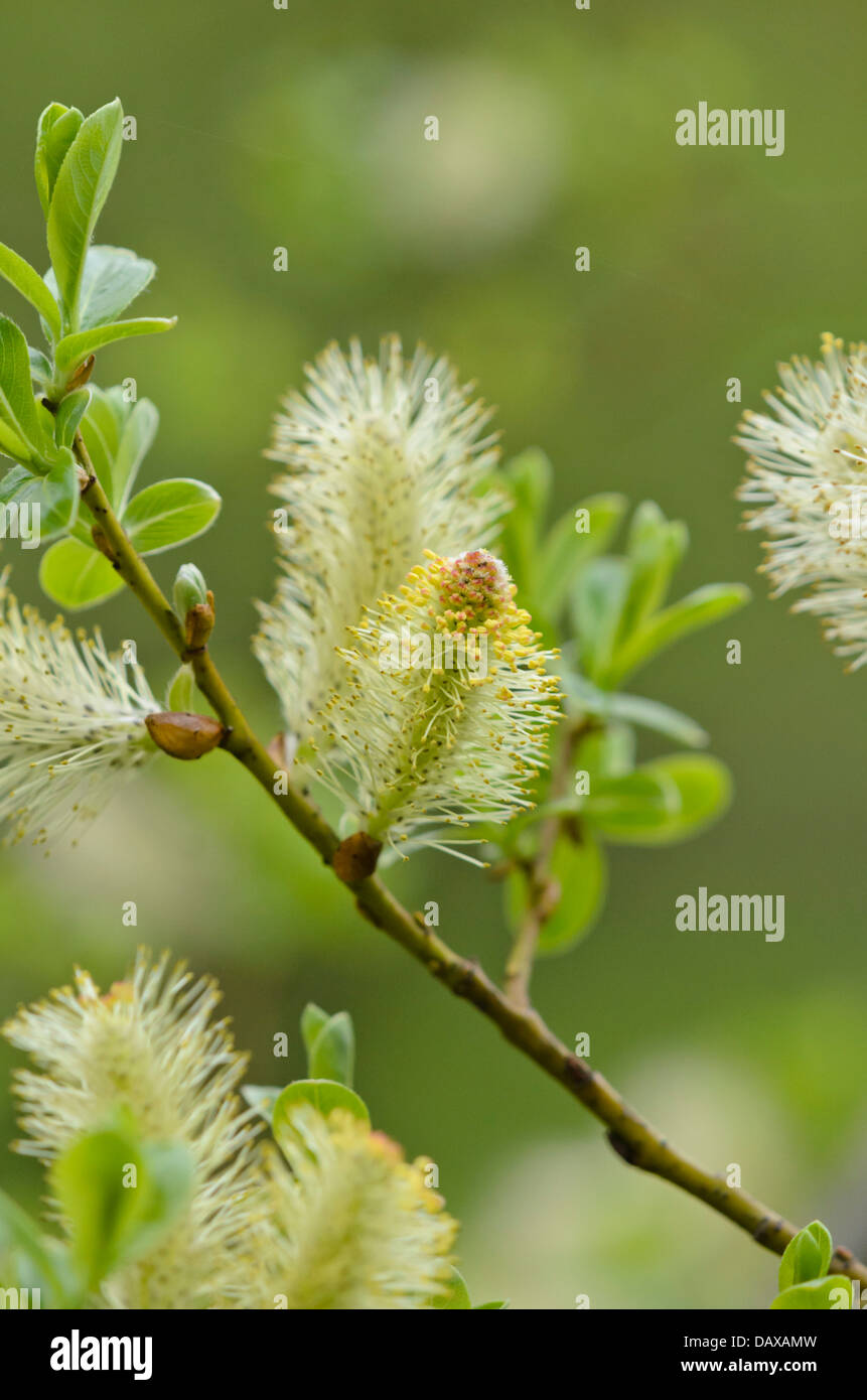 Grey willow (Salix atrocinerea syn. Salix cinerea subsp. oleifolia) Stock Photo