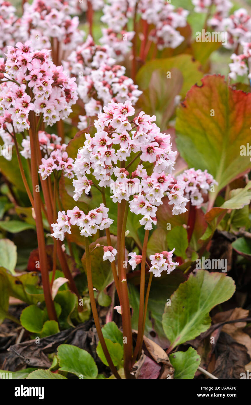 Heart leaf bergenia (Bergenia cordifolia 'Frau Holle') Stock Photo