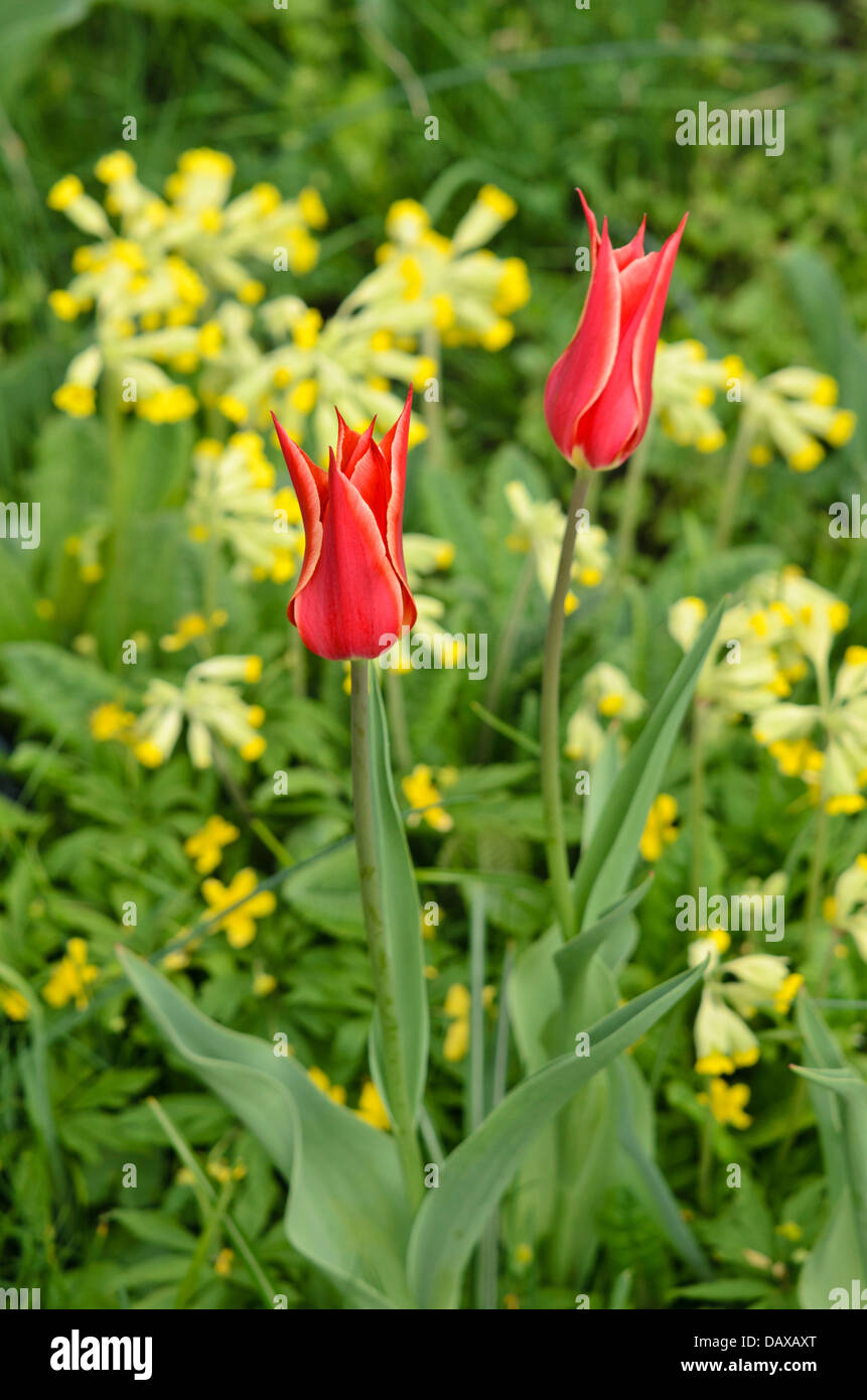 Lily-flowered tulip (Tulipa Aladdin) and cowslip (Primula veris) Stock Photo