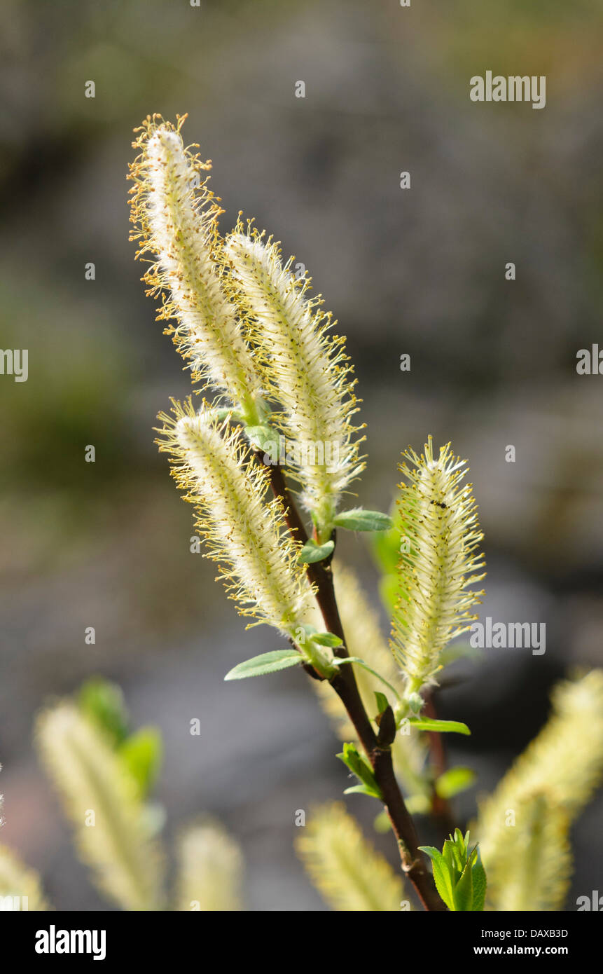 Halberd willow (Salix hastata) Stock Photo