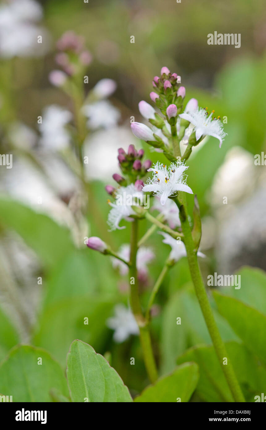 Bog-bean (Menyanthes trifoliata) Stock Photo