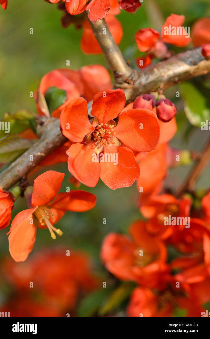 Flowering quince (Chaenomeles x superba 'Crimson and Gold') Stock Photo