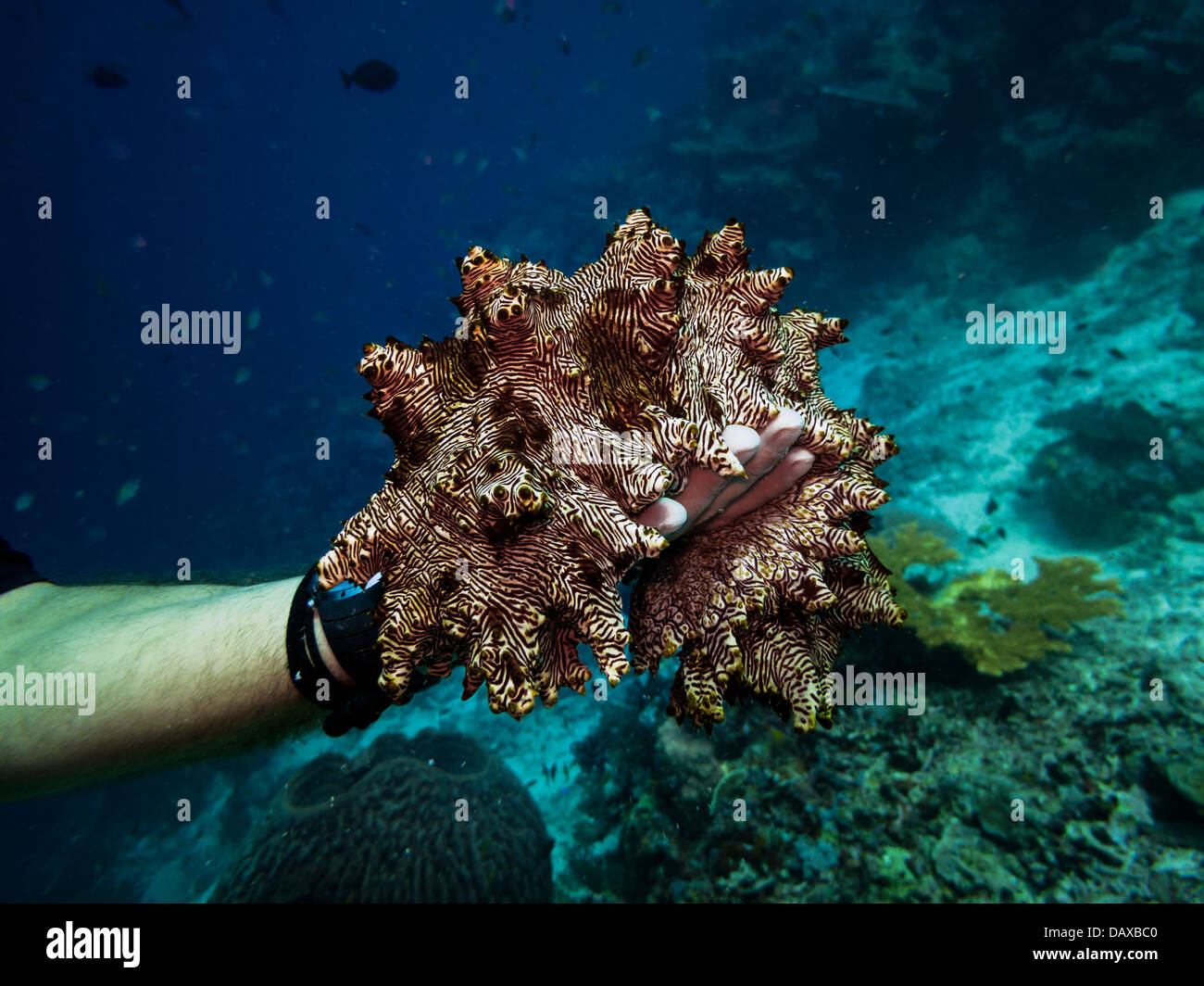 Photographer holds Giant Sea Cucumber, during dive on Pulau Moyo Reef in Komodo National Park Indonesia Stock Photo