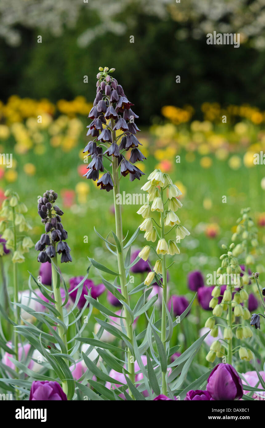 Persian bells (Fritillaria persica and Fritillaria persica 'Ivory Bells') Stock Photo