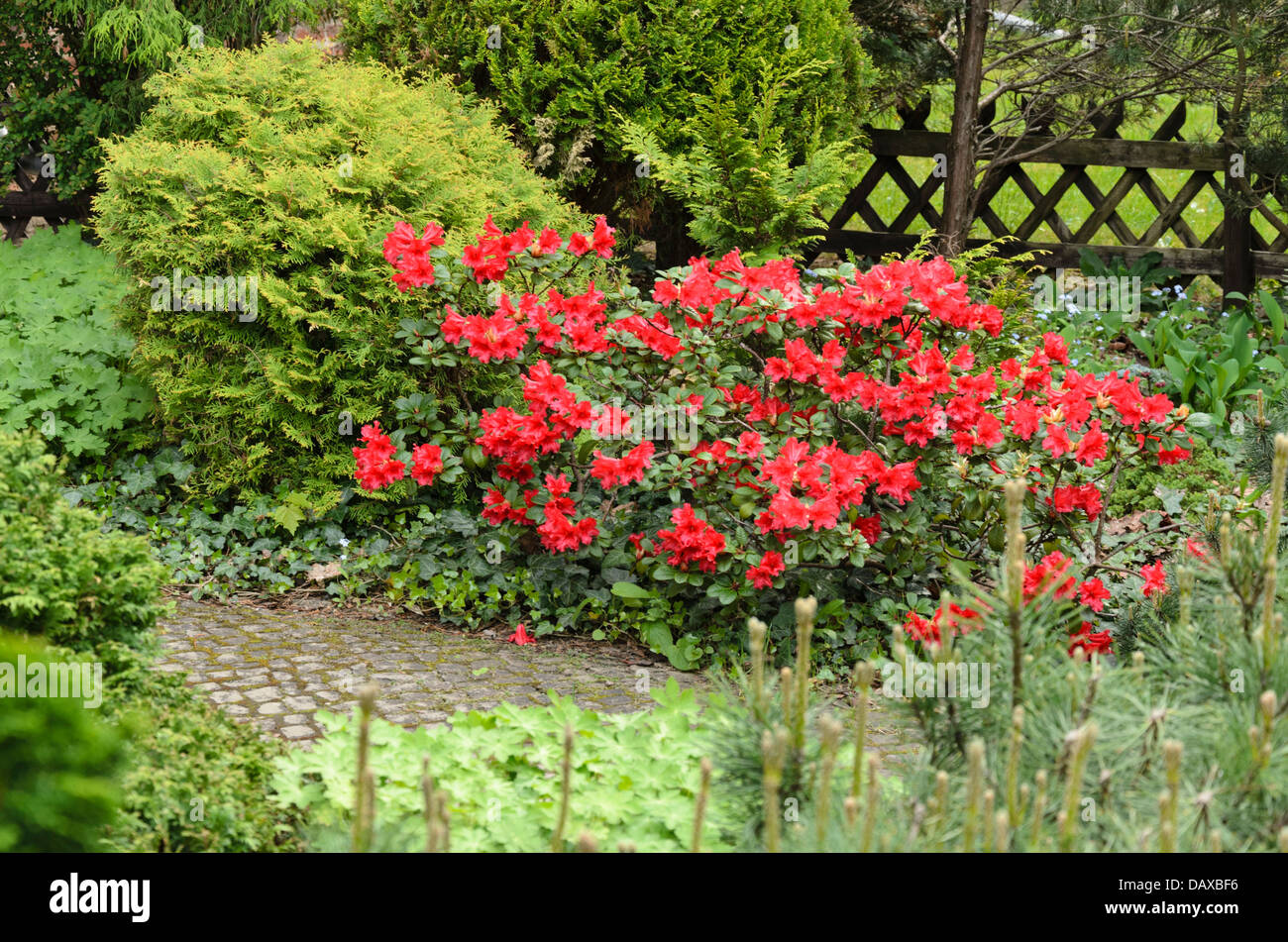 Red Rhododendron England Red rhododendron shrub hi-res stock photography and images - Alamy