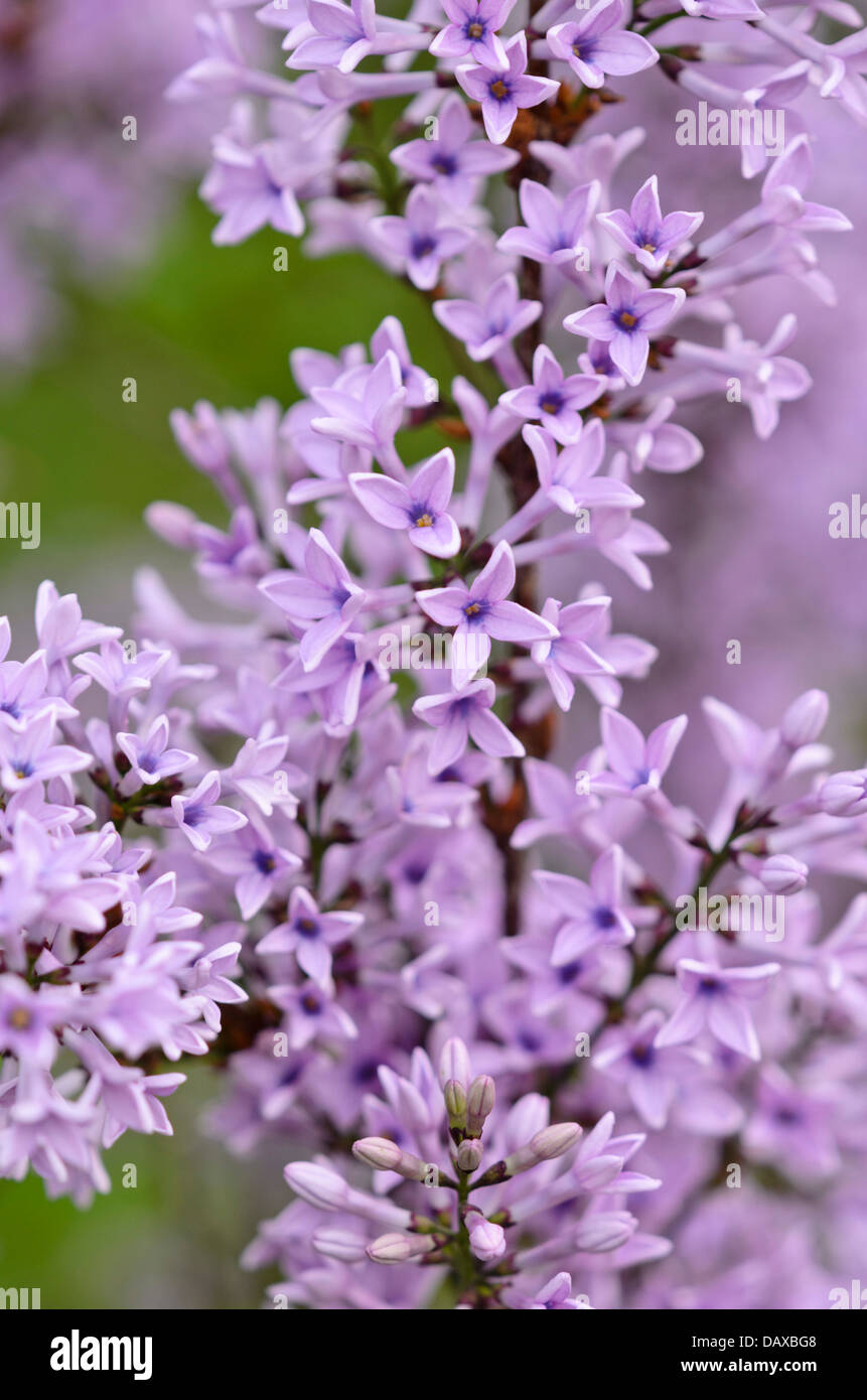 Lilac (Syringa protolaciniata 'Kabul') Stock Photo