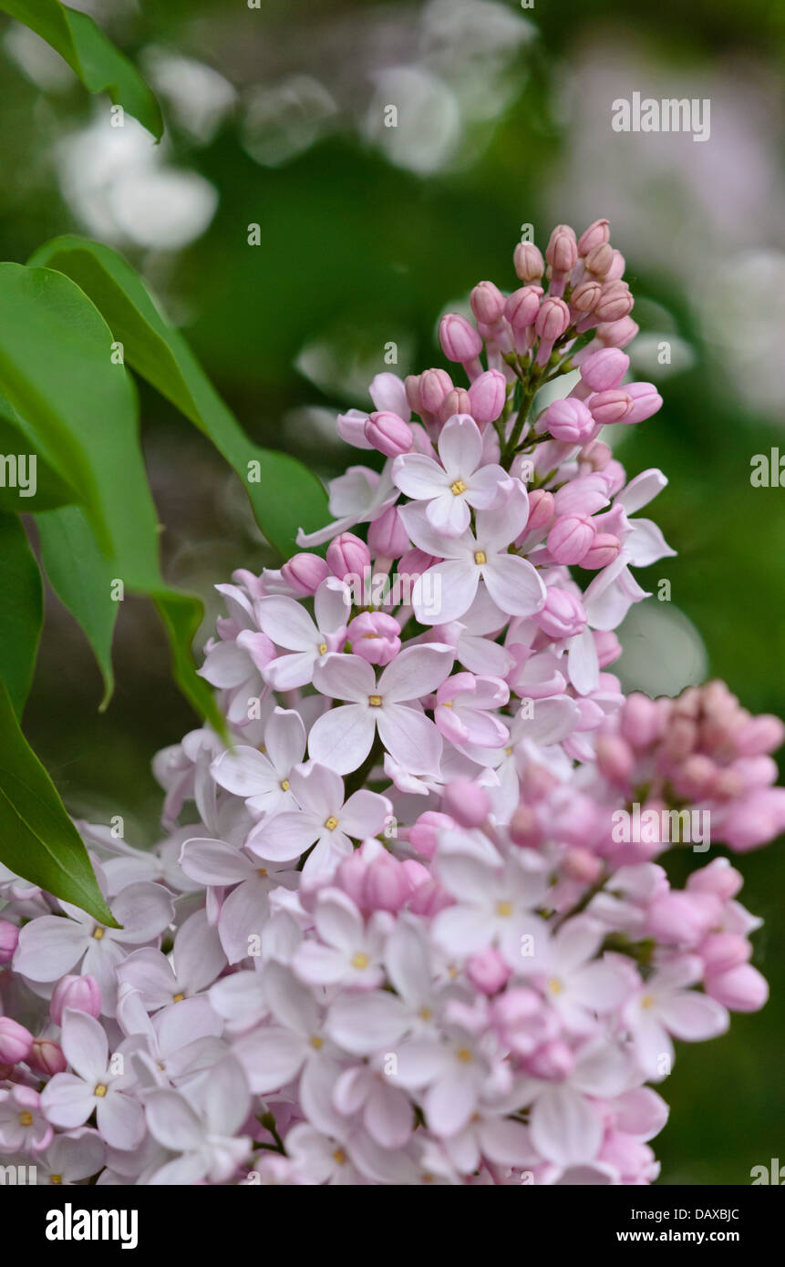 Common lilac (Syringa vulgaris 'Macrostachya') Stock Photo