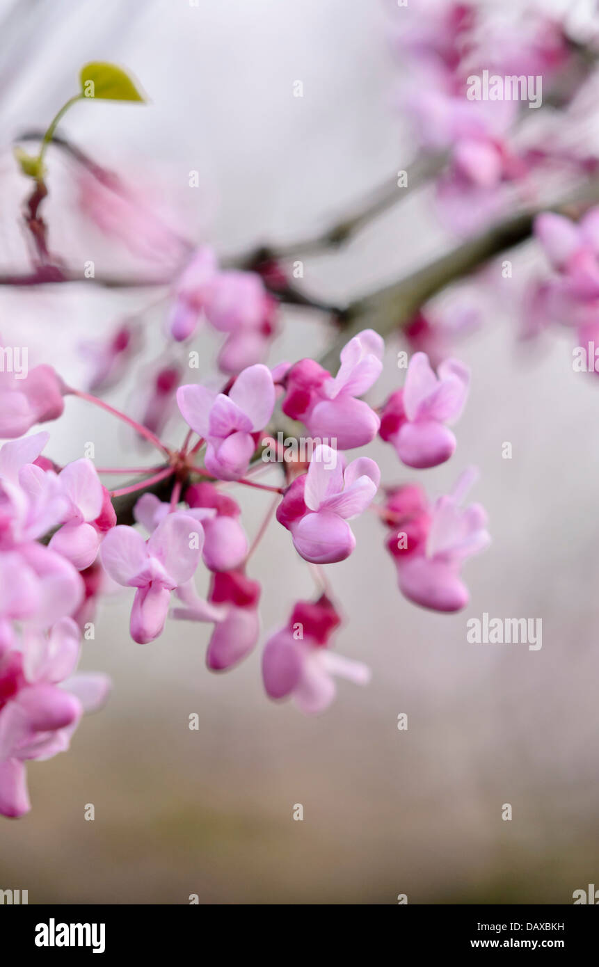 Easter redbud (Cercis canadensis) Stock Photo