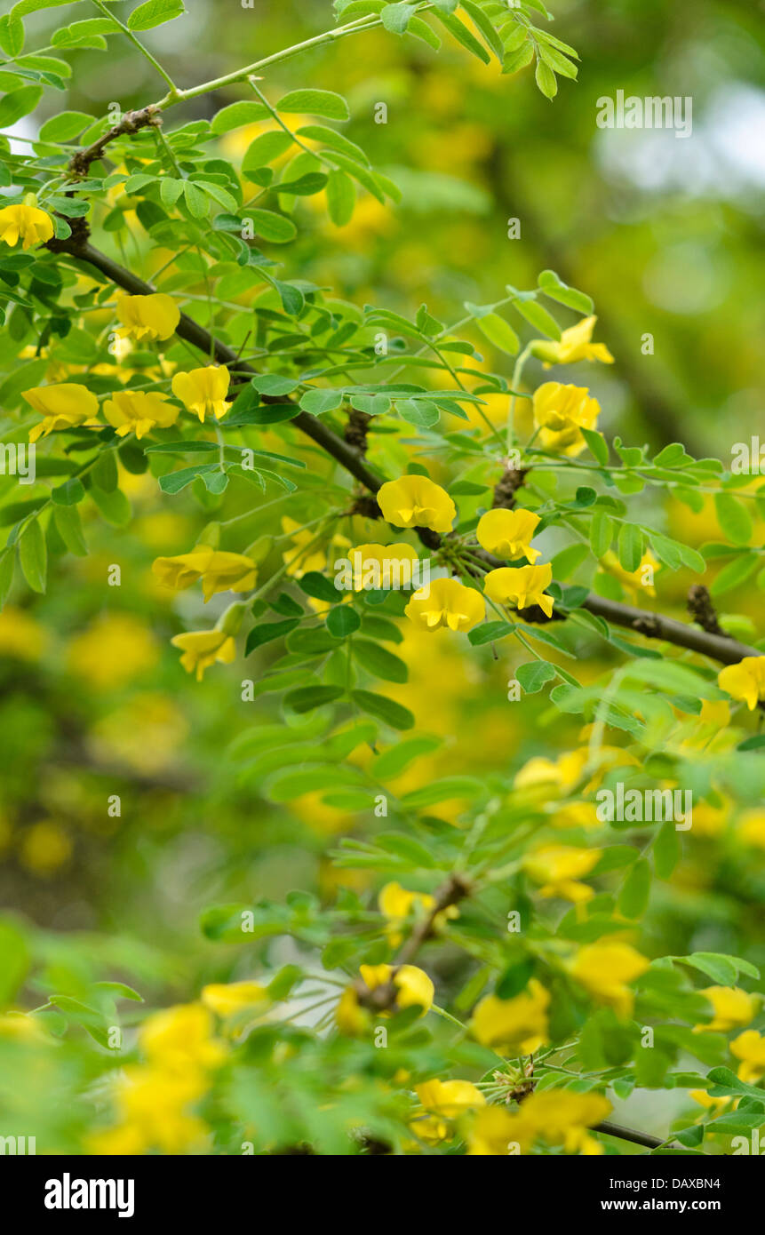 Siberian peashrub (Caragana arborescens) Stock Photo