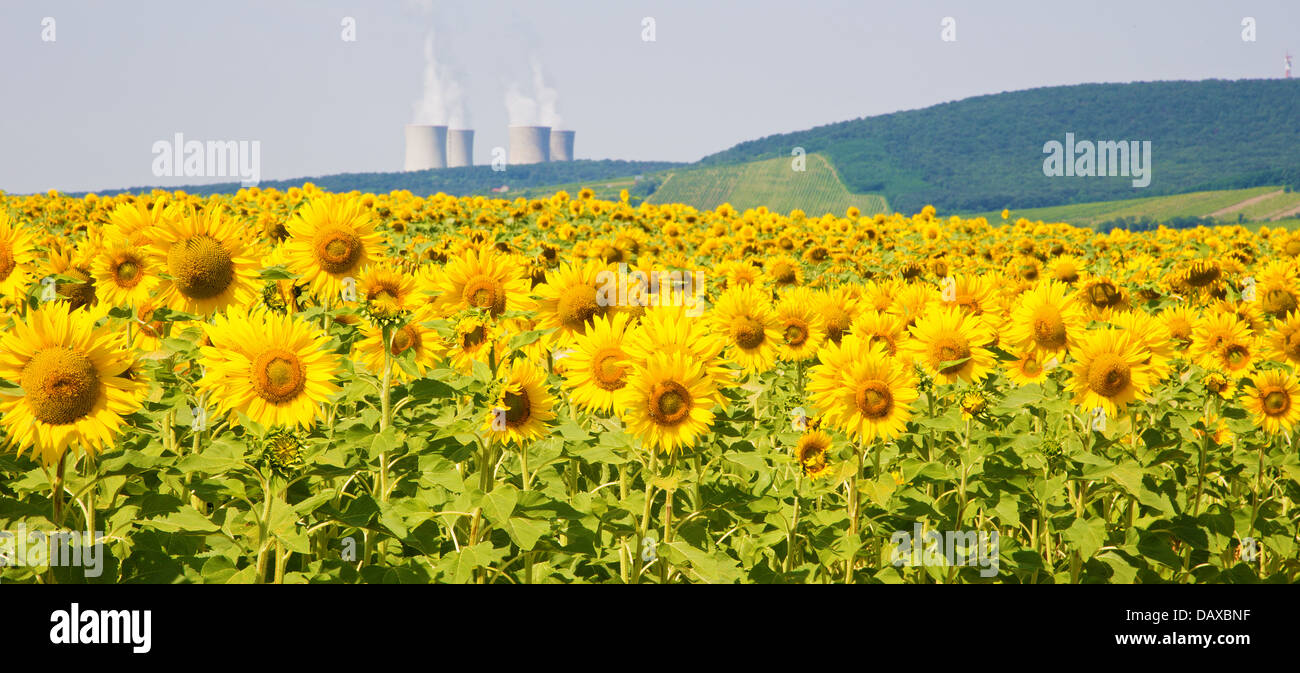 field of sunflowers and nuclear power plant Stock Photo Alamy
