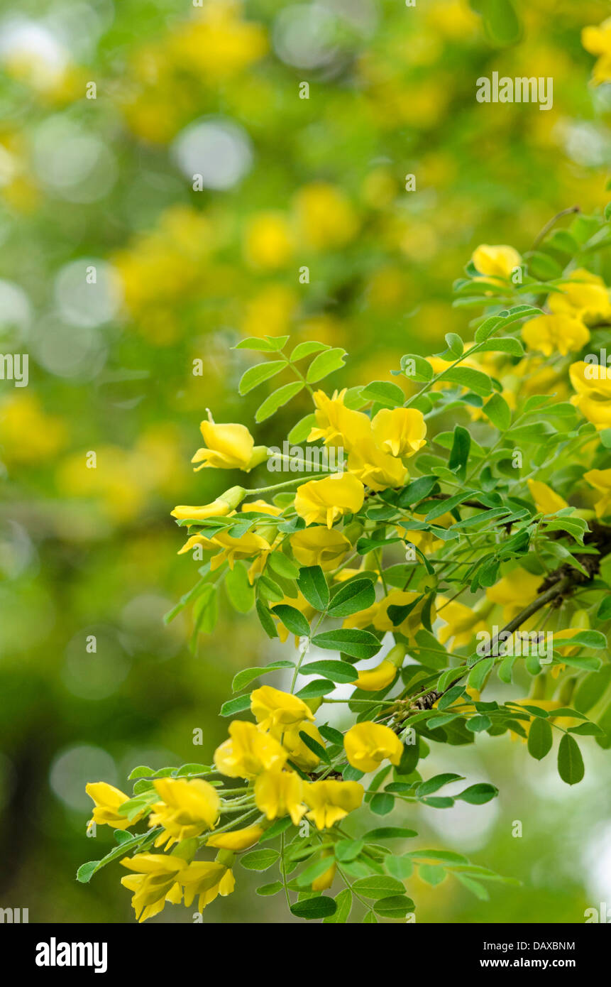Siberian peashrub (Caragana arborescens) Stock Photo