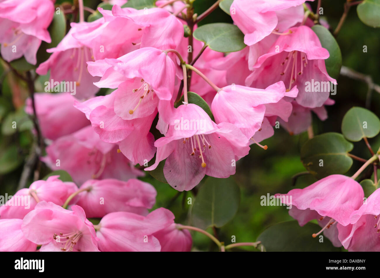 Round-leaf rhododendron (Rhododendron orbiculare) Stock Photo