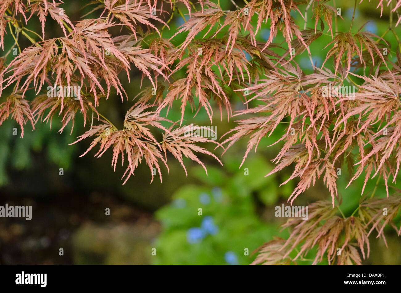 Japanese maple (Acer palmatum 'Dissectum Ornatum') Stock Photo