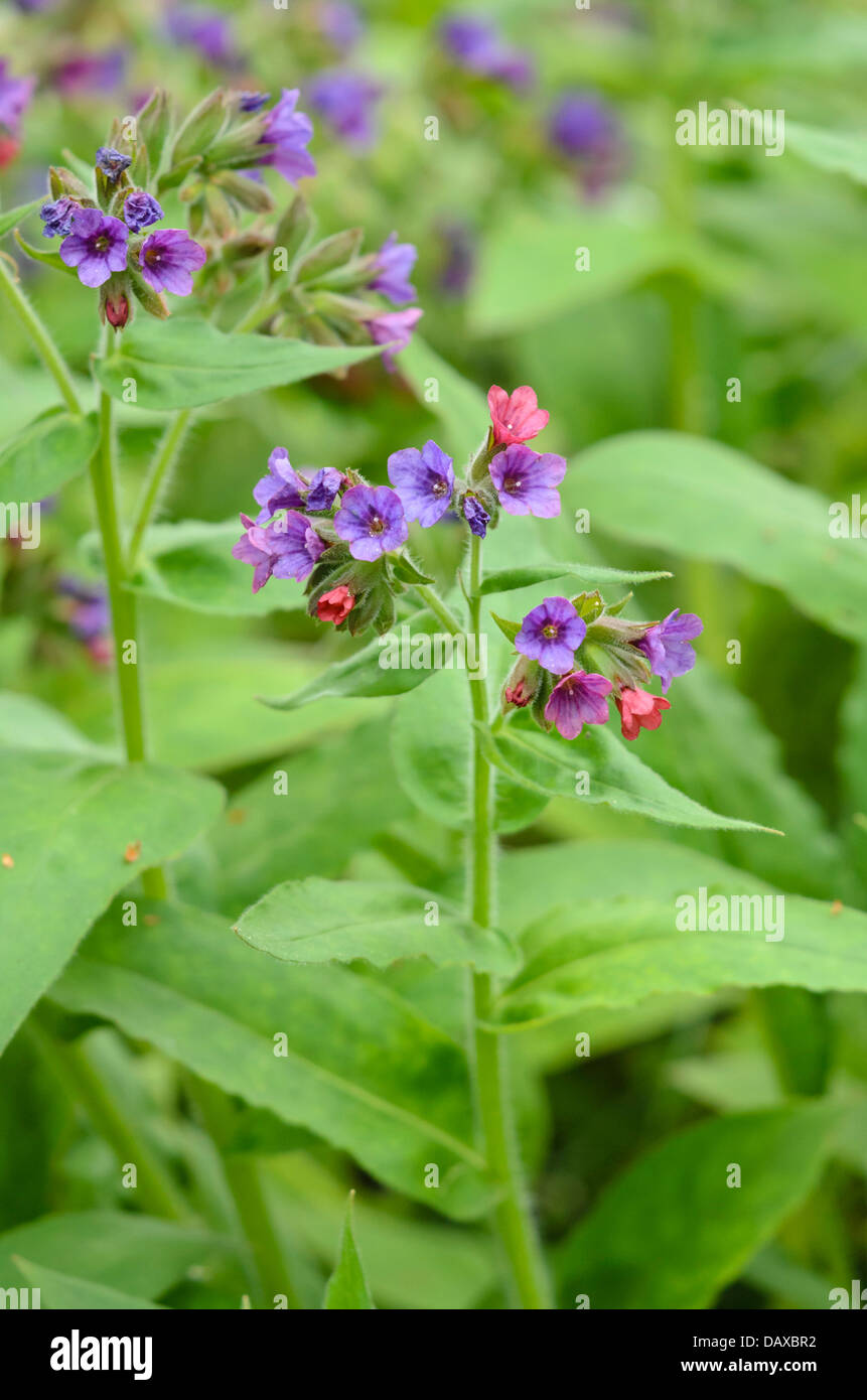 Hairy lungwort (Pulmonaria mollis) Stock Photo