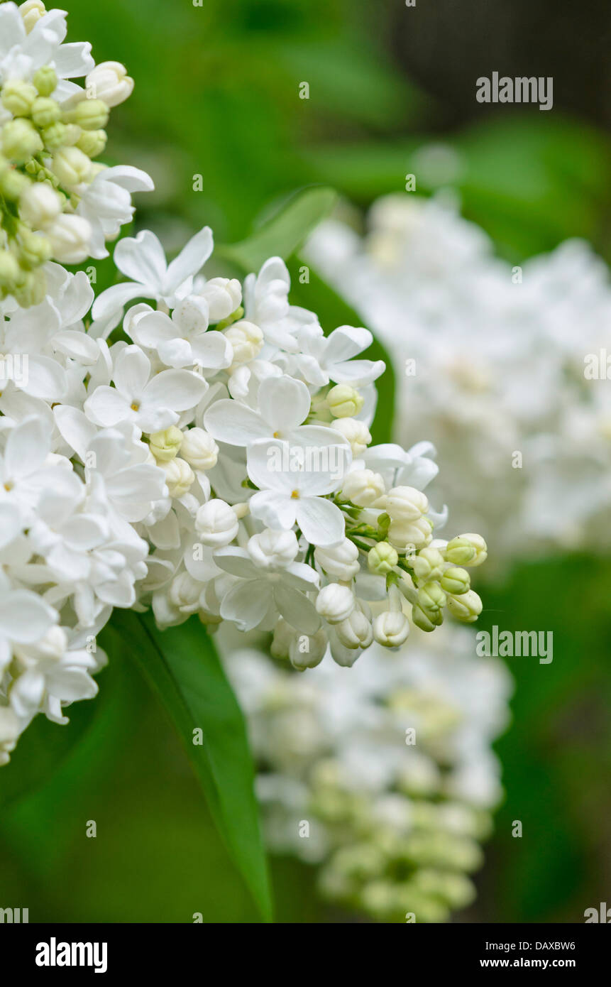 Common lilac (Syringa vulgaris 'Königin Luise') Stock Photo