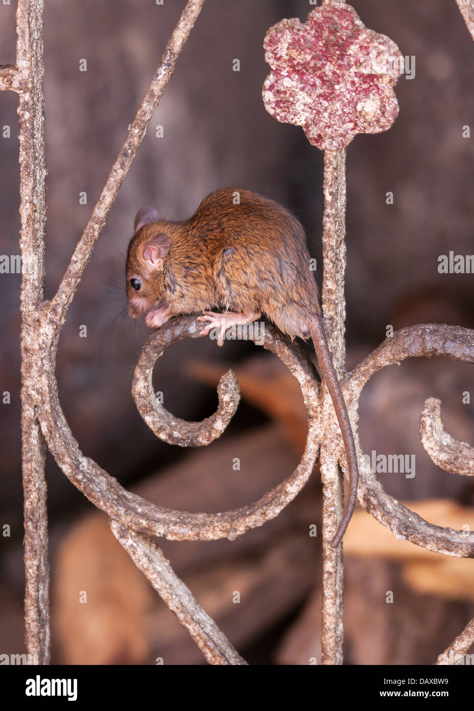 Single rat climbed high on metal fence at Deshnoke's temple in Rajasthan. Stock Photo