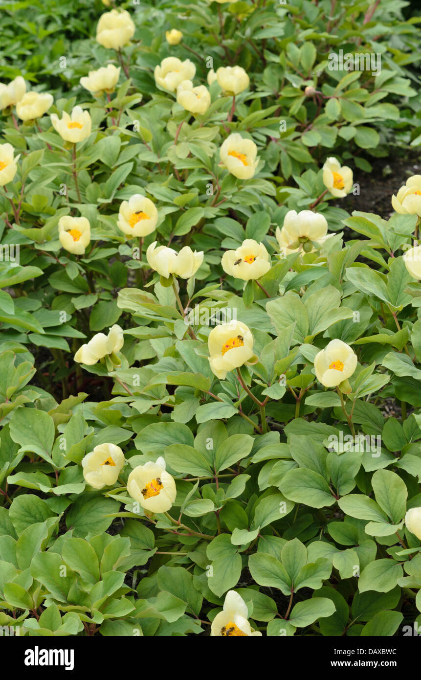 Yellow Caucasian peony (Paeonia mlokosewitschii) Stock Photo