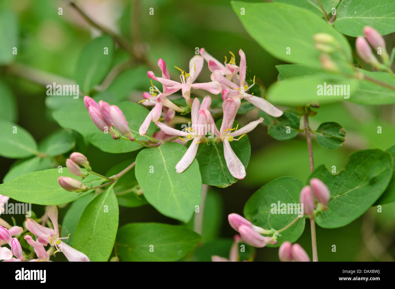 viburnum tinus plant Viburnum tinus 'Spirit' – Nurseries Caroliniana main image 0