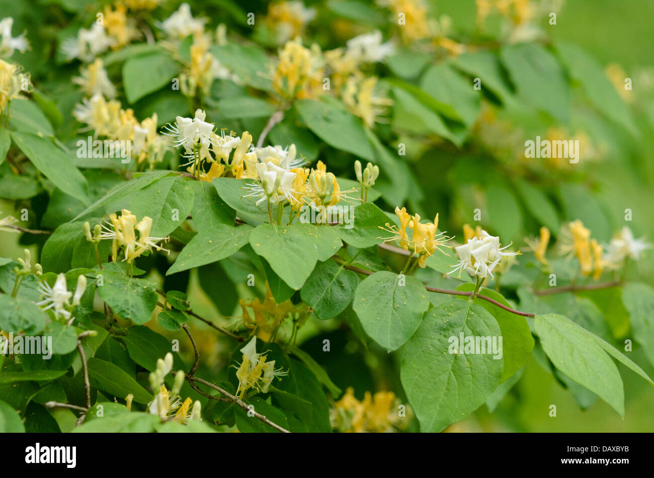 Chrysantha honeysuckle (Lonicera chrysantha) Stock Photo