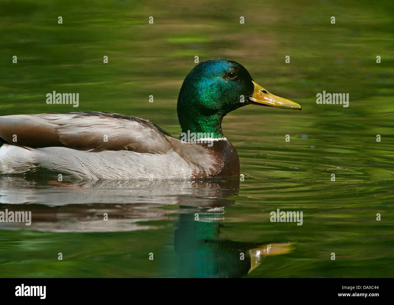 Drake mallard on pond Stock Photo