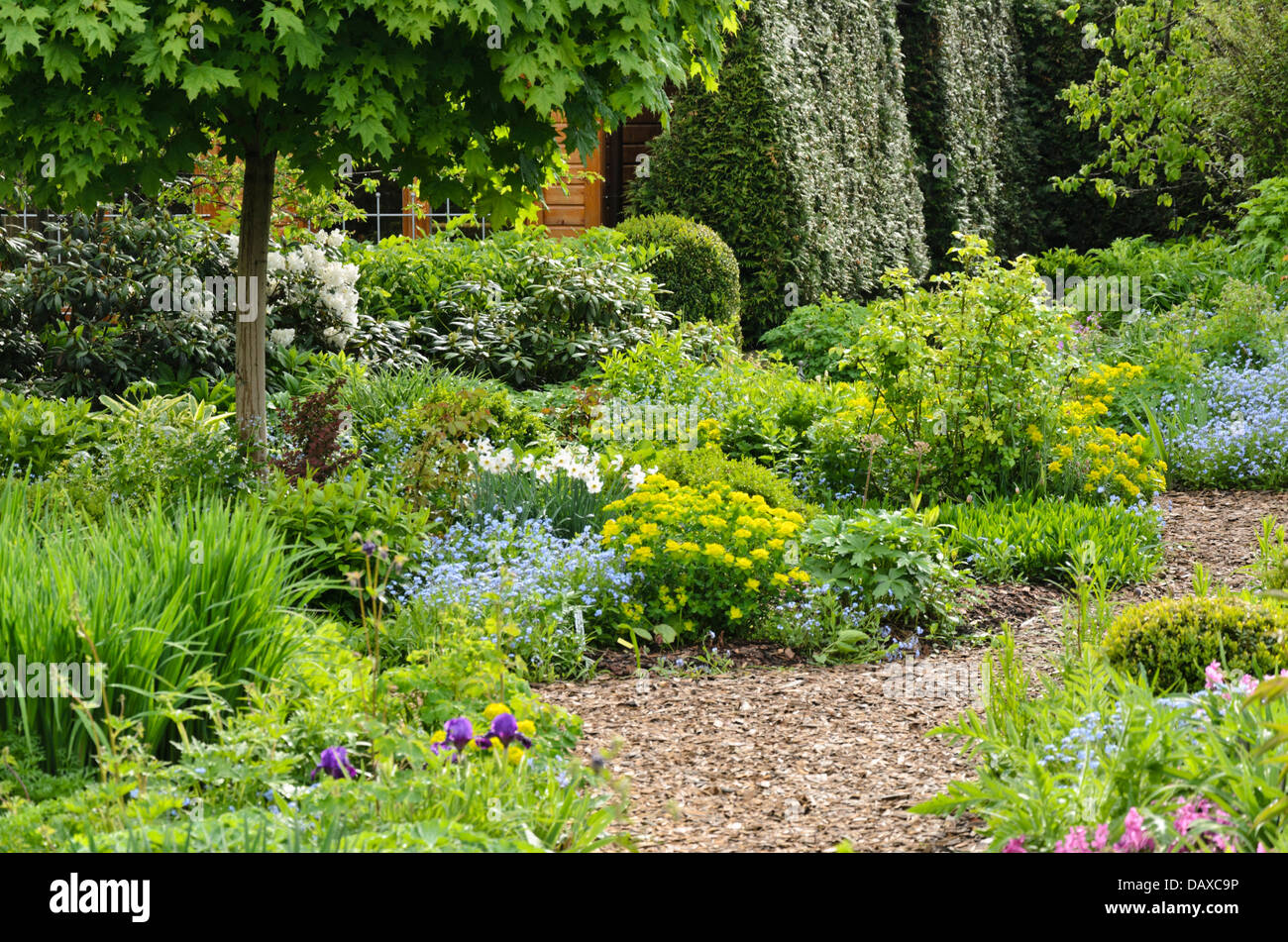 Siberian bugloss (Brunnera macrophylla syn. Myosotis macrophylla) and cushion spurge (Euphorbia polychroma syn. Euphorbia epithymoides) in a perennial Stock Photo