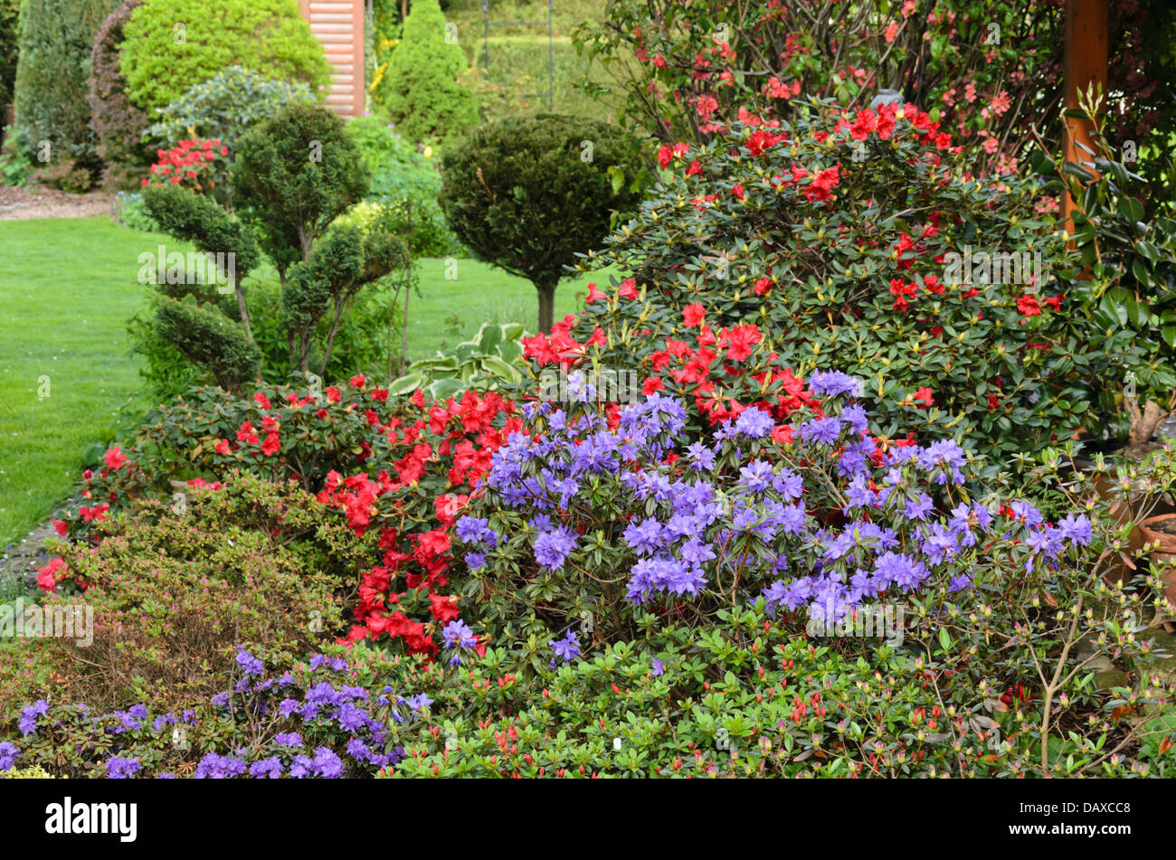 Dwarf purple rhododendron (Rhododendron impeditum) with shaped plants. Design: Marianne and Detlef Lüdke Stock Photo