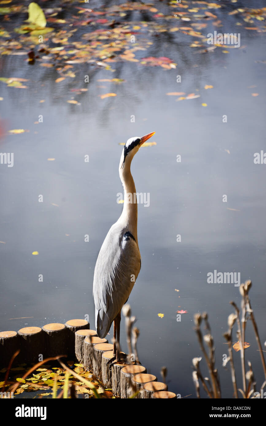 crane in a japanese pond Stock Photo