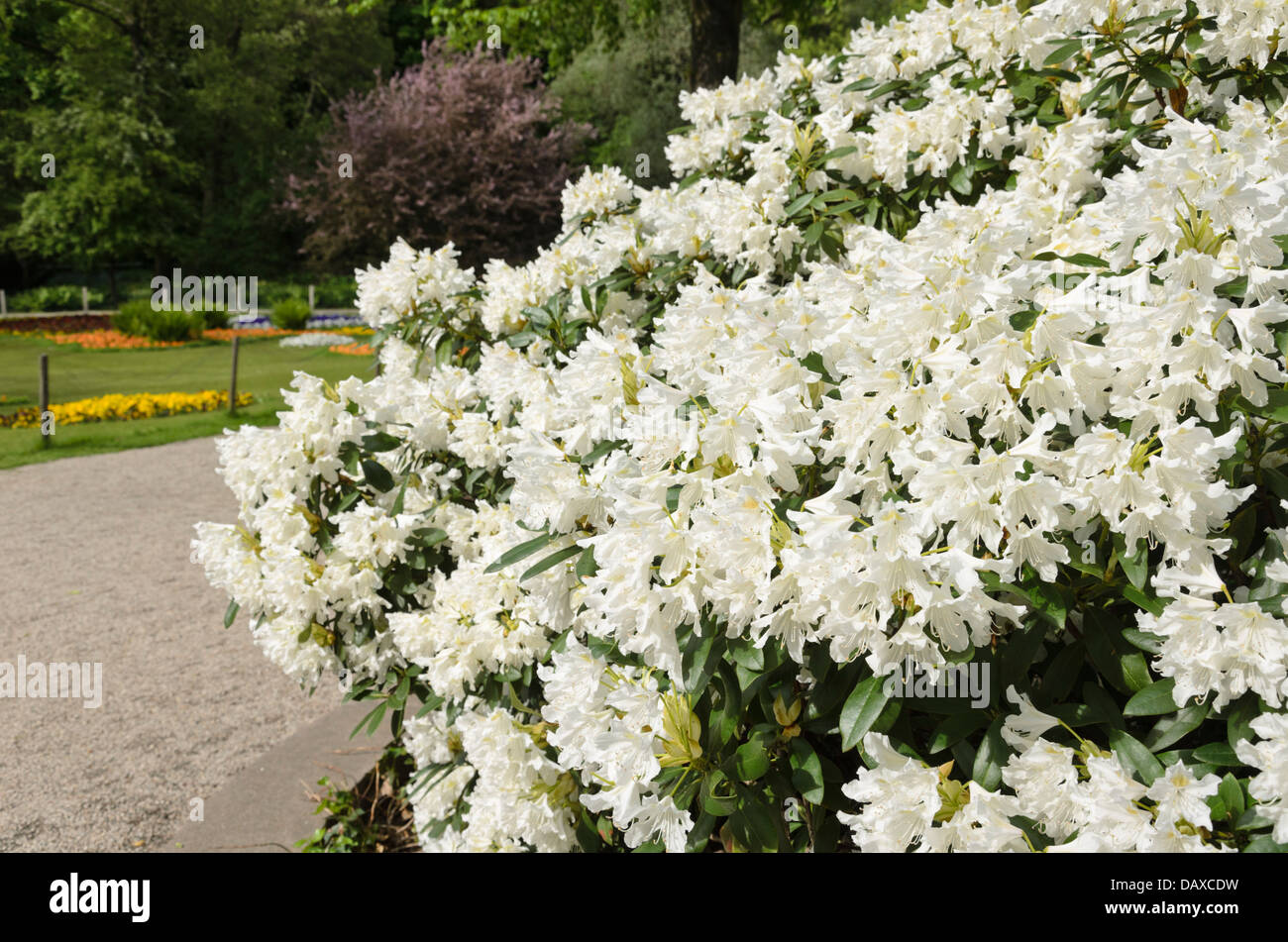 Large-flowered rhododendron hybrid (Rhododendron Cunningham's White) Stock Photo