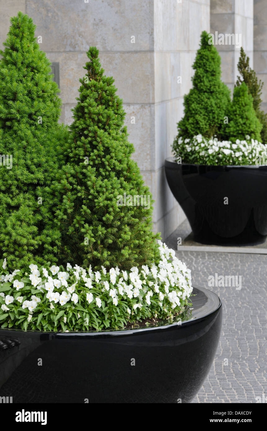 Dwarf Alberta spruce (Picea glauca 'Conica') and violets (Viola) Stock Photo