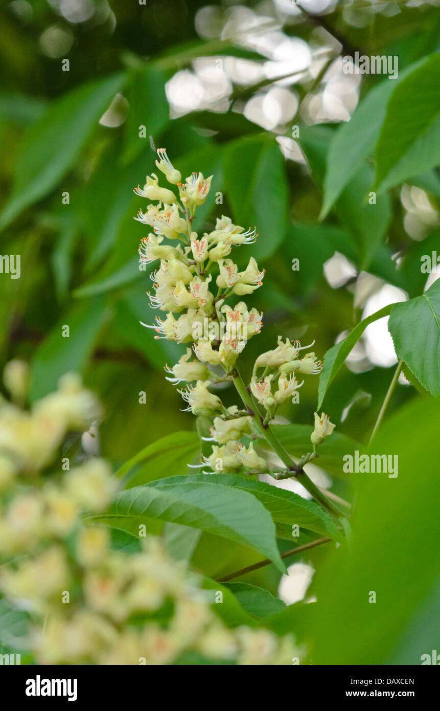 Ohio buckeye (Aesculus glabra) Stock Photo