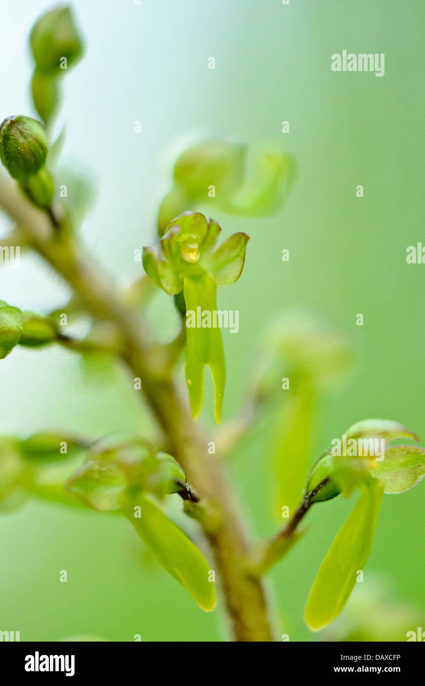 Common twayblade (Listera ovata syn. Neottia ovata) Stock Photo