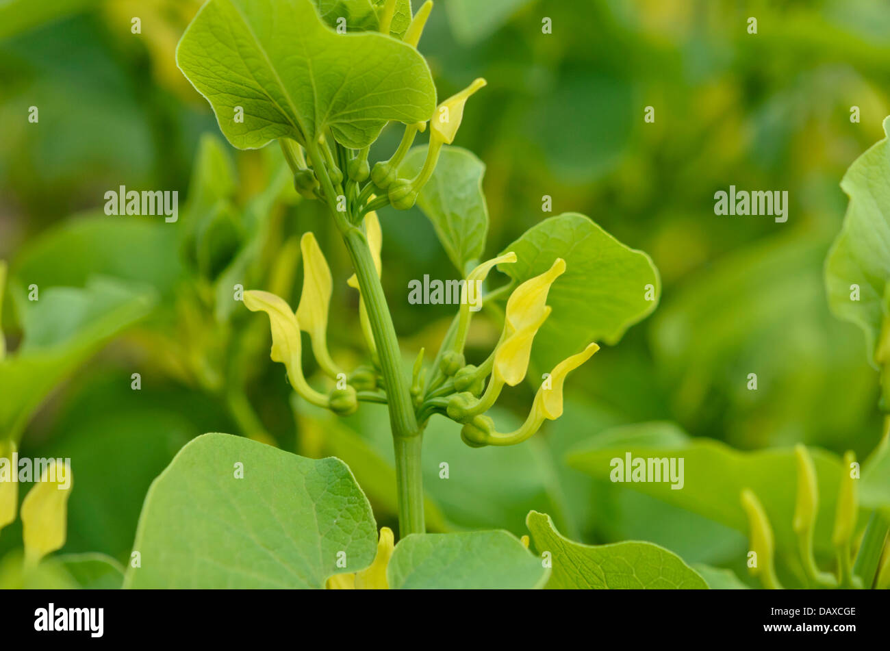 European birthwort (Aristolochia clematitis) Stock Photo
