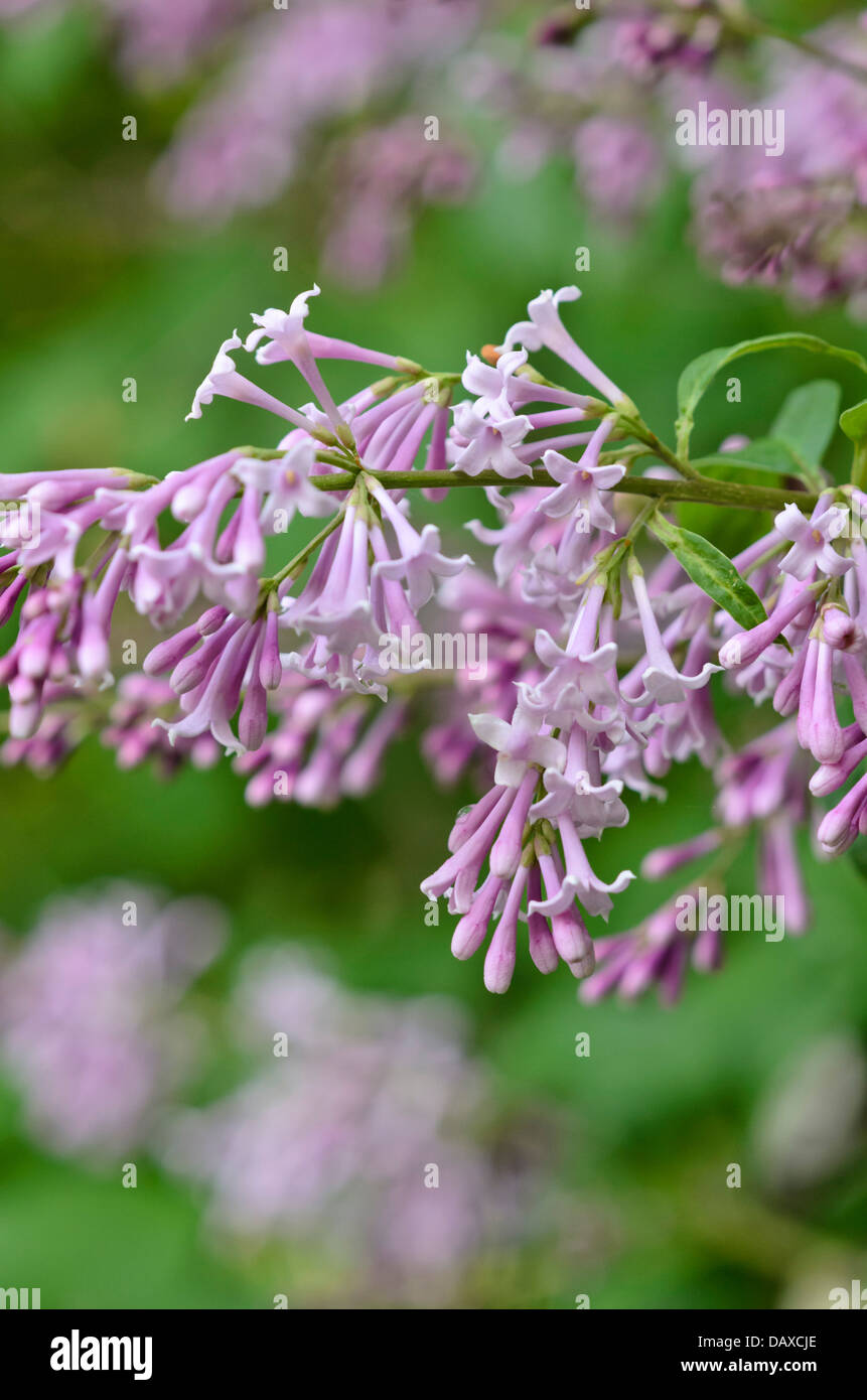 Hungarian lilac (Syringa josikaea) Stock Photo