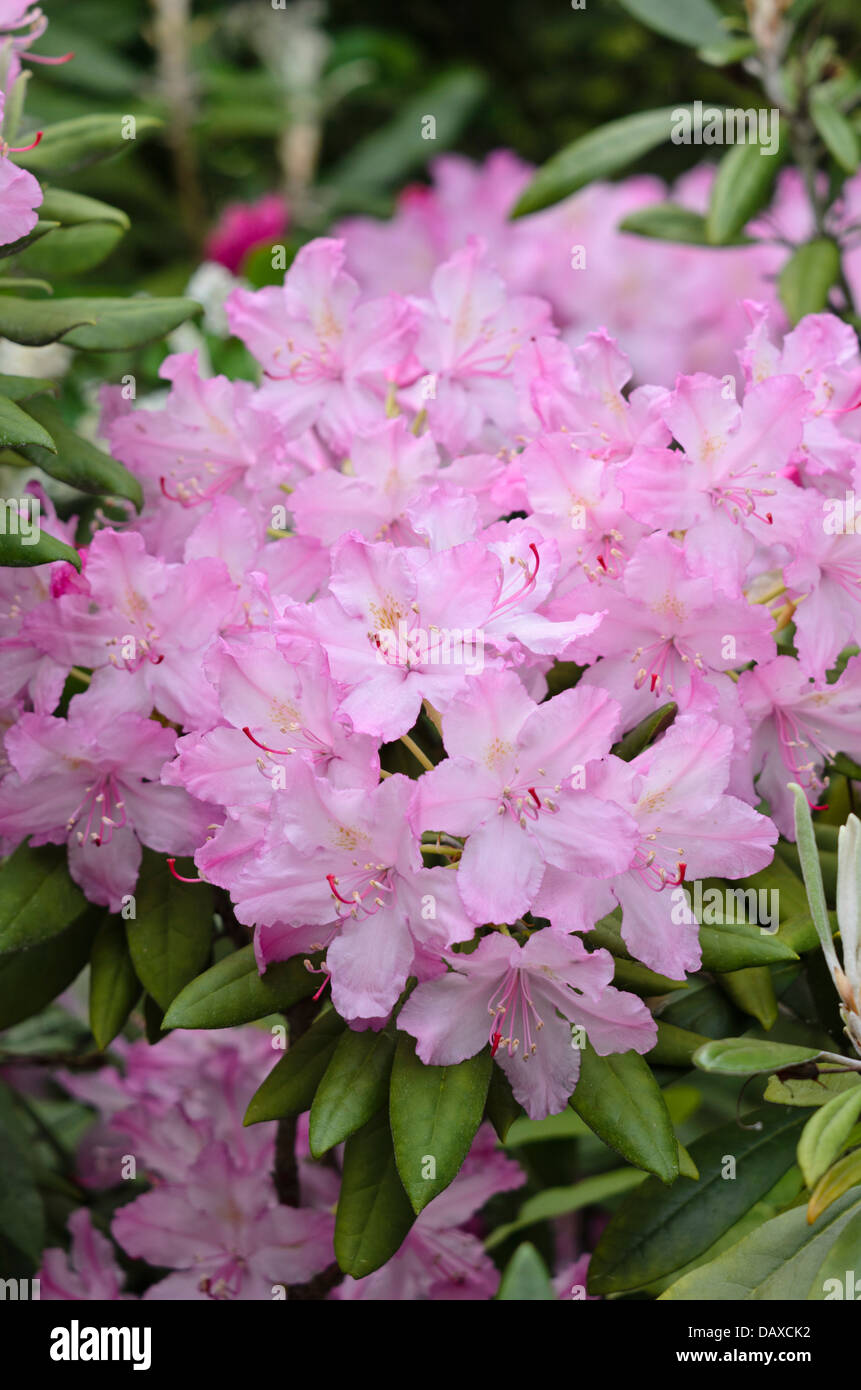 Smirnow's rhododendron (Rhododendron smirnowii) Stock Photo