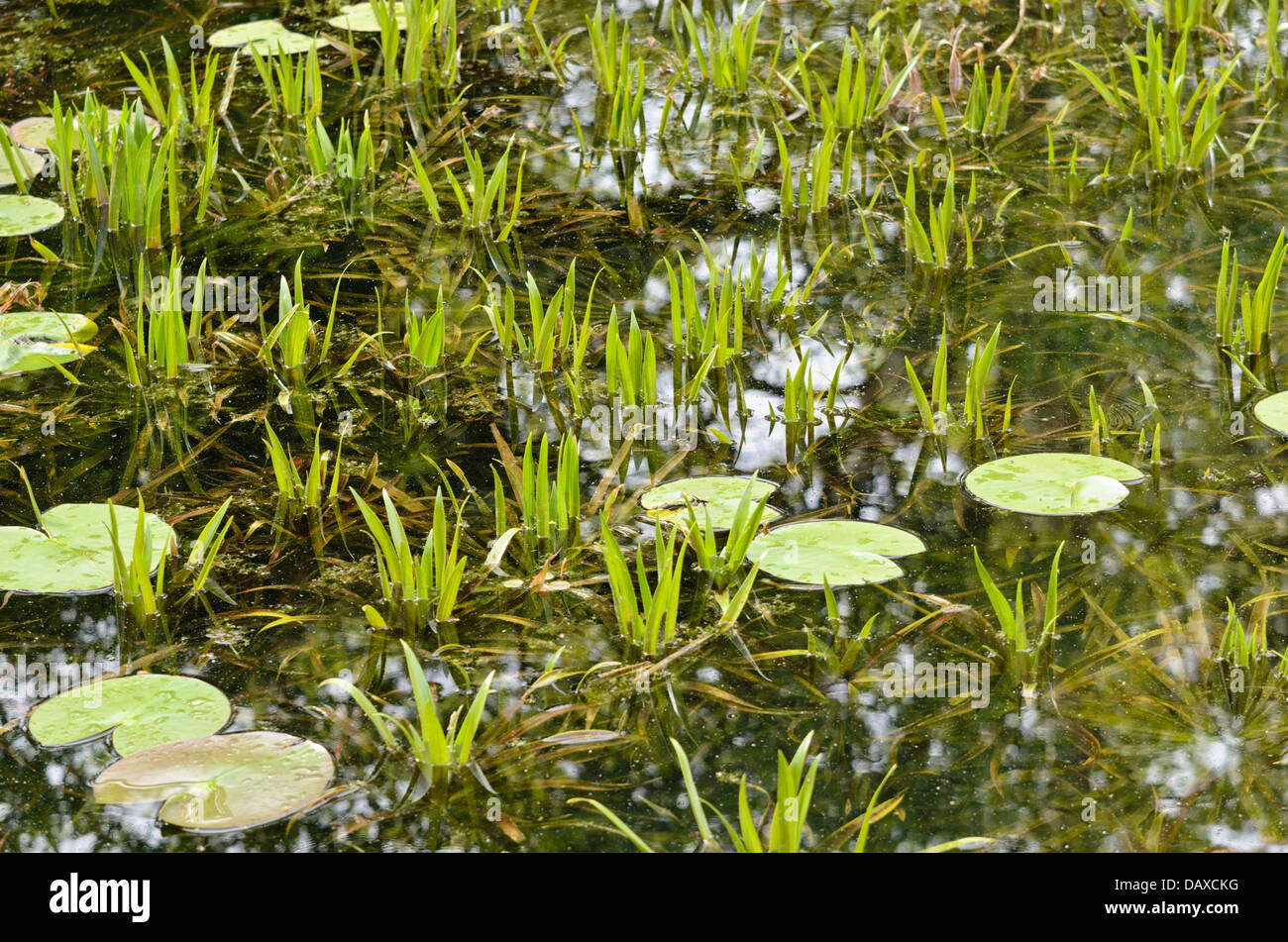 Water soldier (Stratiotes aloides) and water lily (Nymphaea) Stock Photo