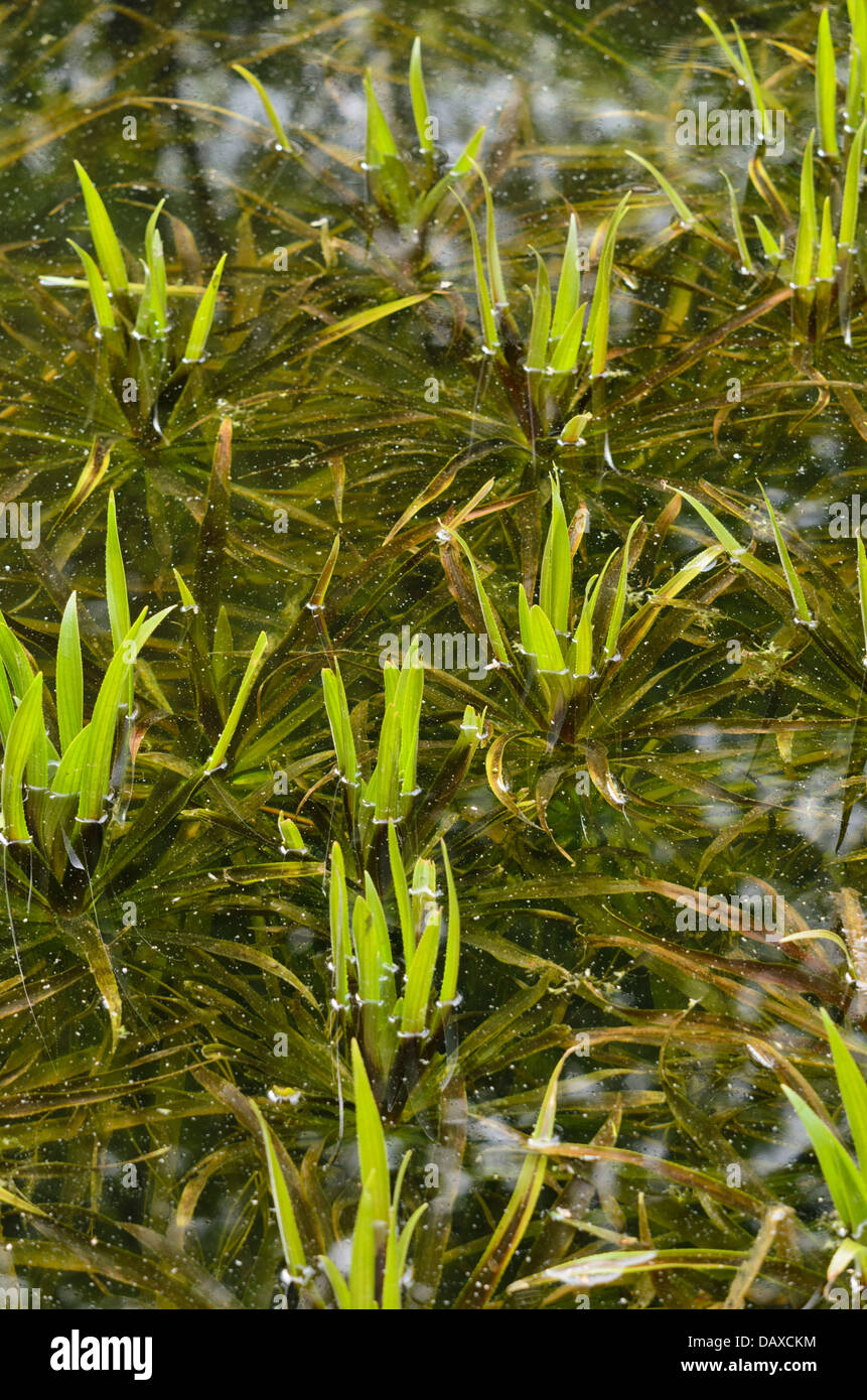 Water soldier (Stratiotes aloides) Stock Photo