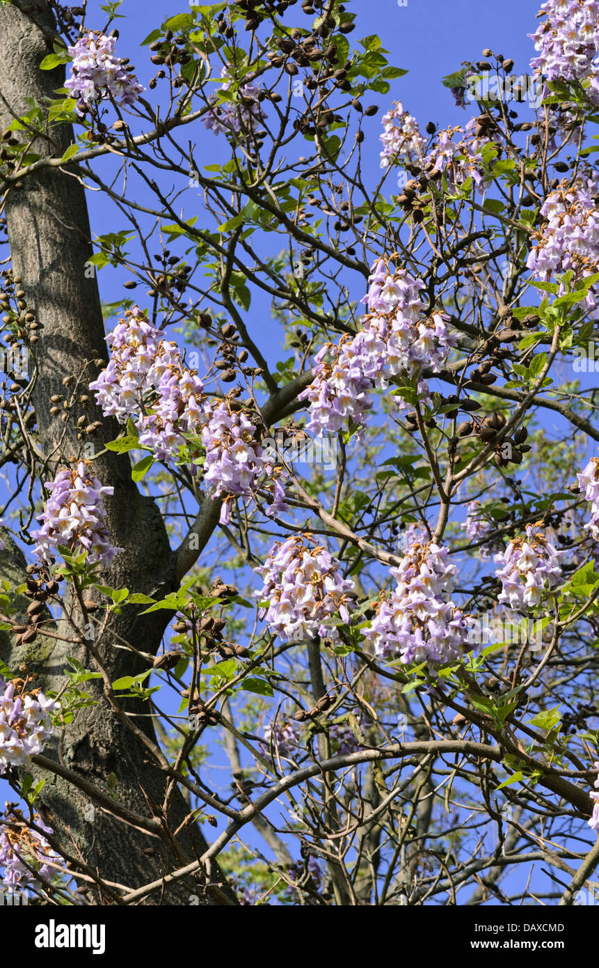 Foxglove tree (Paulownia tomentosa) Stock Photo