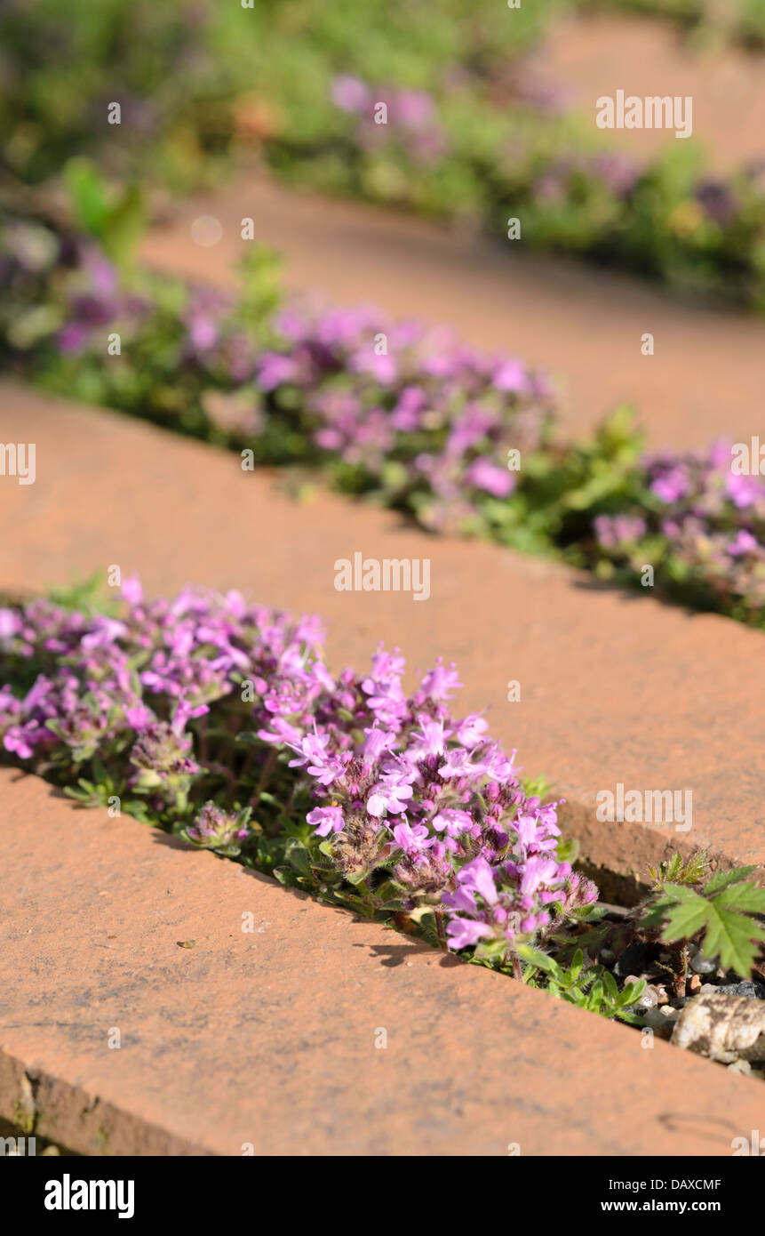Thyme (Thymus) on a garden path Stock Photo