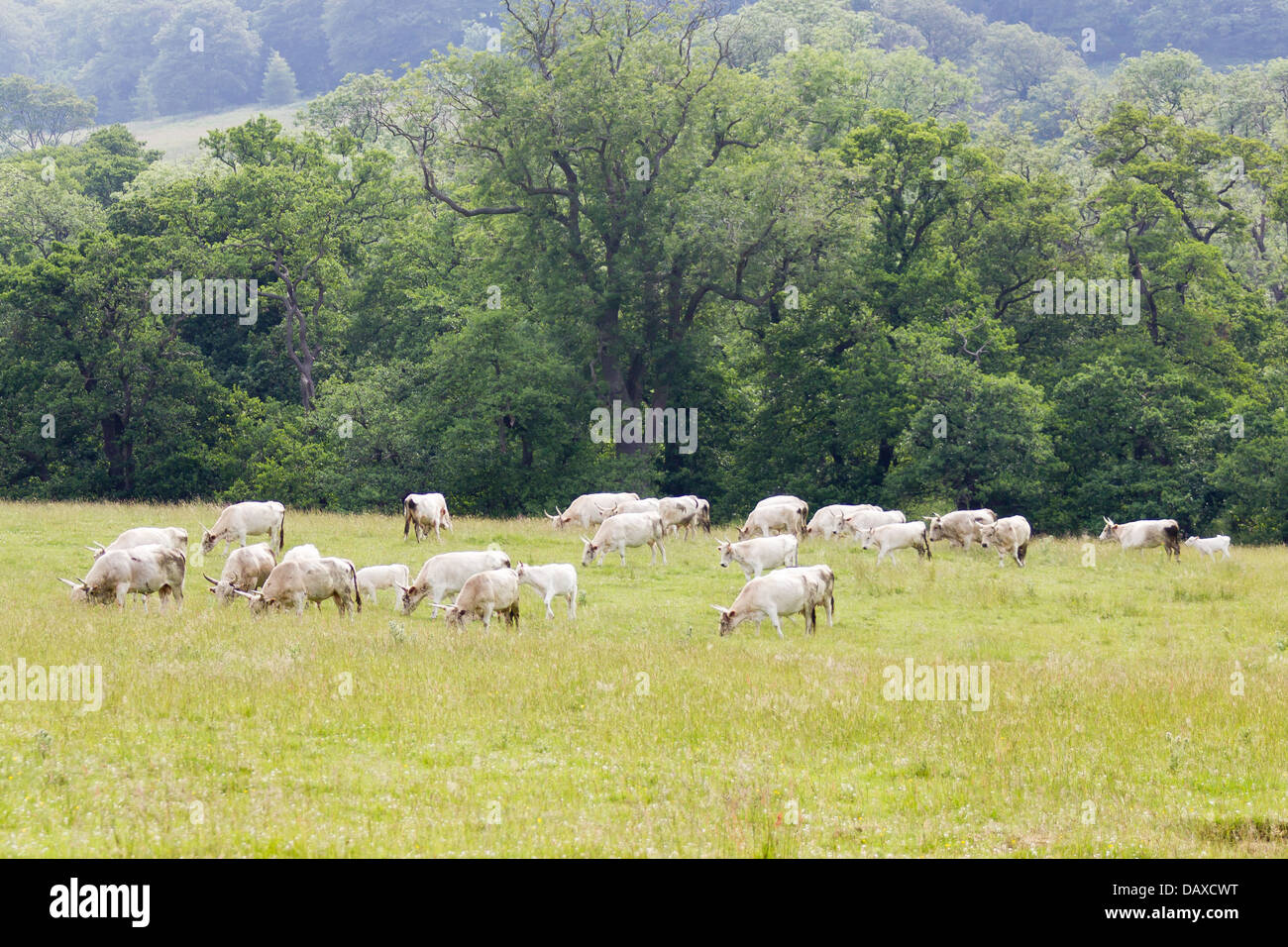A herd of Wild Cattle grazing Chillingham Park, Northumberland, England ...