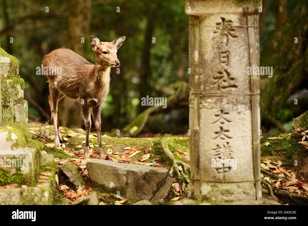 Nara deer roam free in Nara Park, Japan. Stock Photo