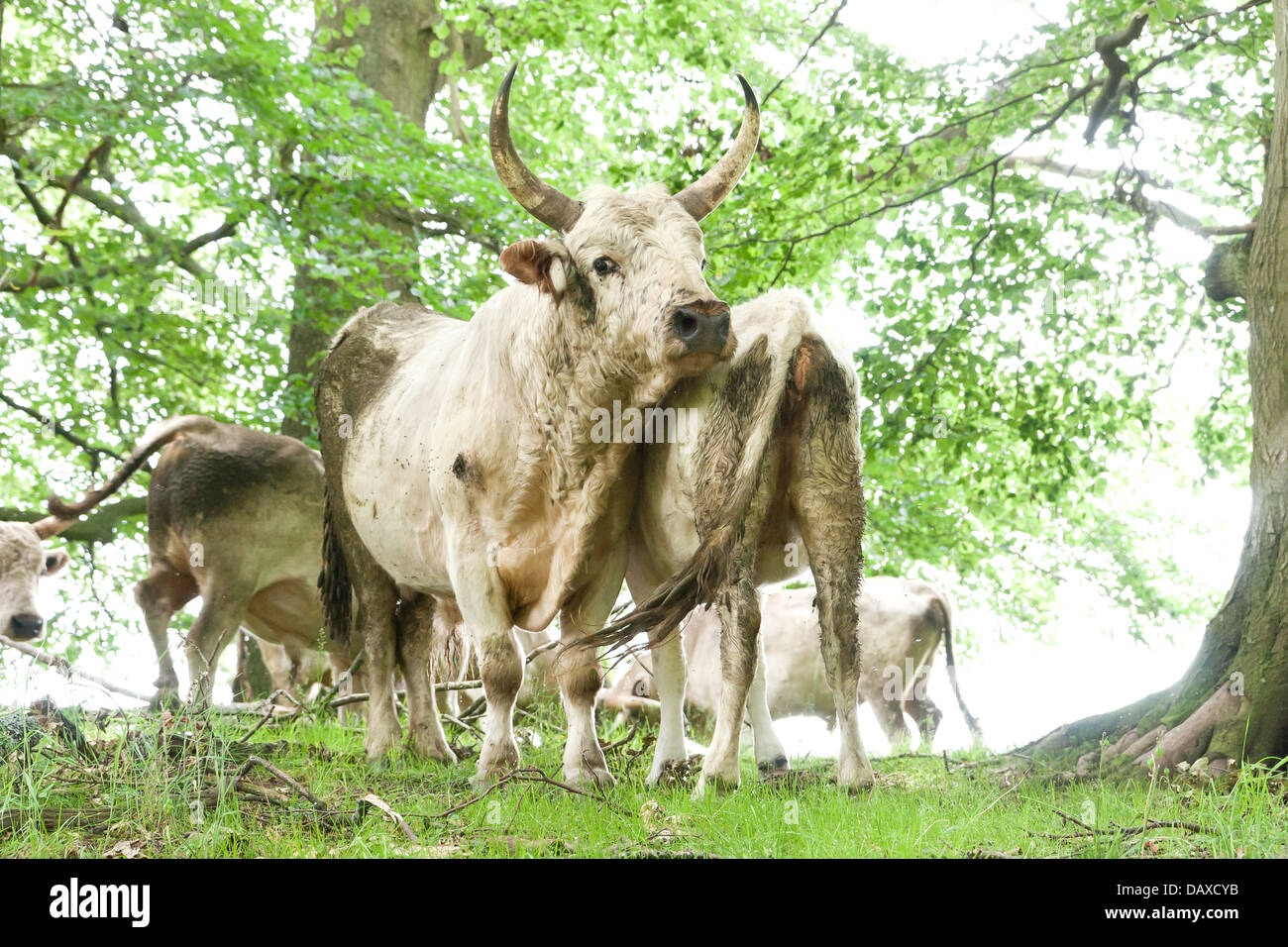 A herd of Wild Cattle grazing Chillingham Park, Northumberland, England ...