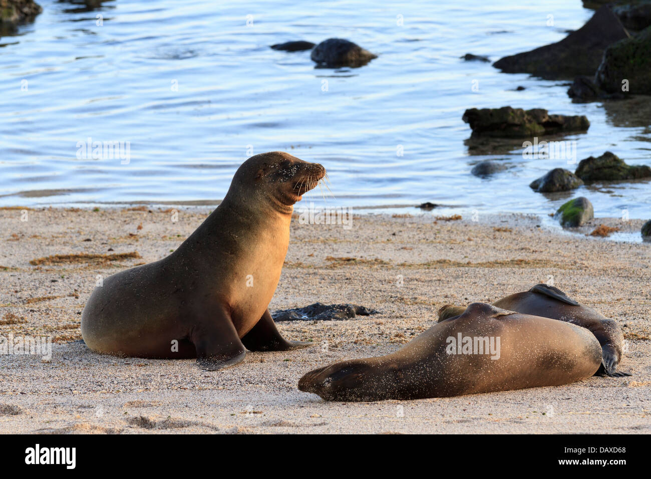 Galapagos sea lion, Zalophus wollebaeki, La Loberia, Beach, San